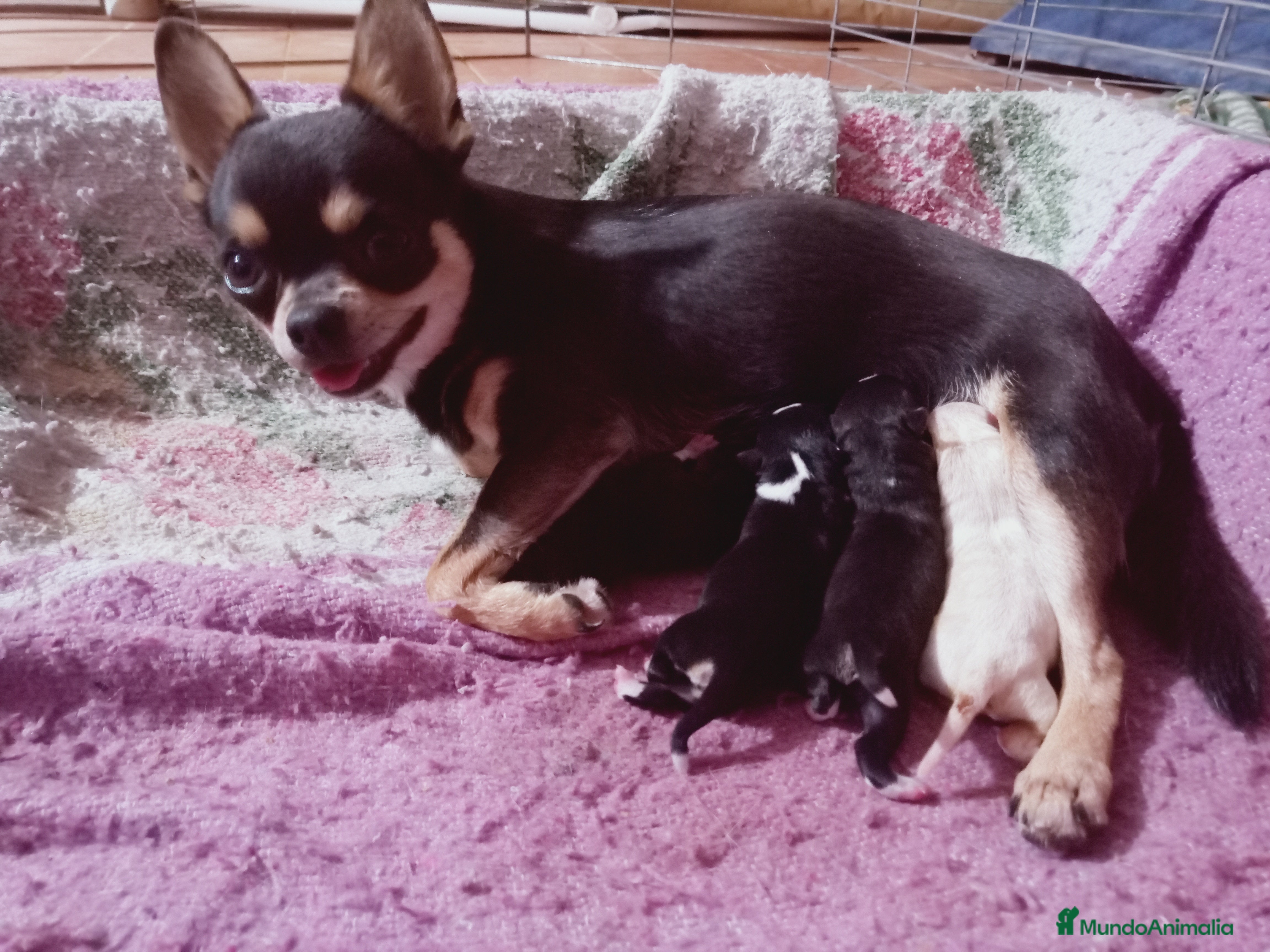 Chihuahua perros Camada de Sopa Chihuahua  - Anuncio 24