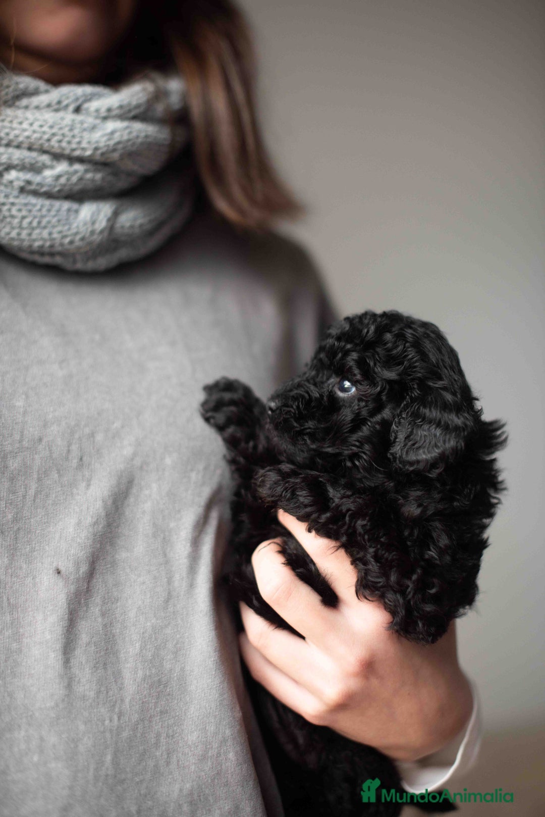 Caniche Toy perros en venta: Caniches toys negros - Anuncio 8