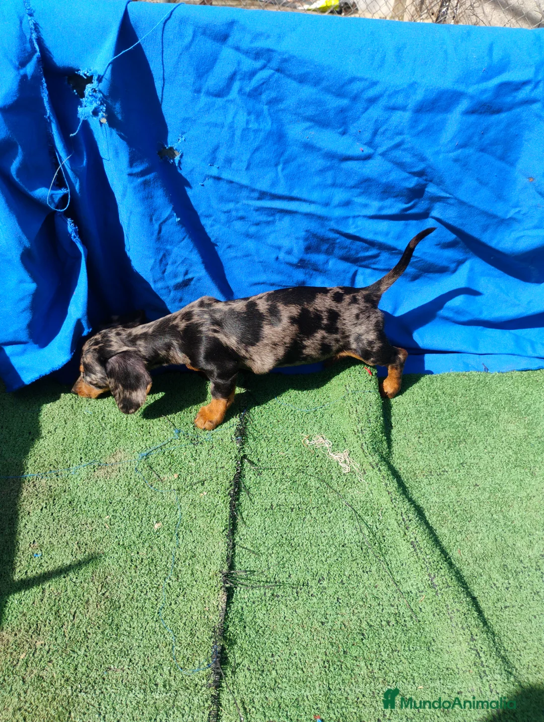 Teckel perros en venta: Hembra teckel arlequín plata miniatura  - Anuncio 3