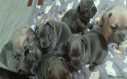 Bulldog Francés perros en venta: Bulldog francés Blue y blue and tang  en León - Imagen 10