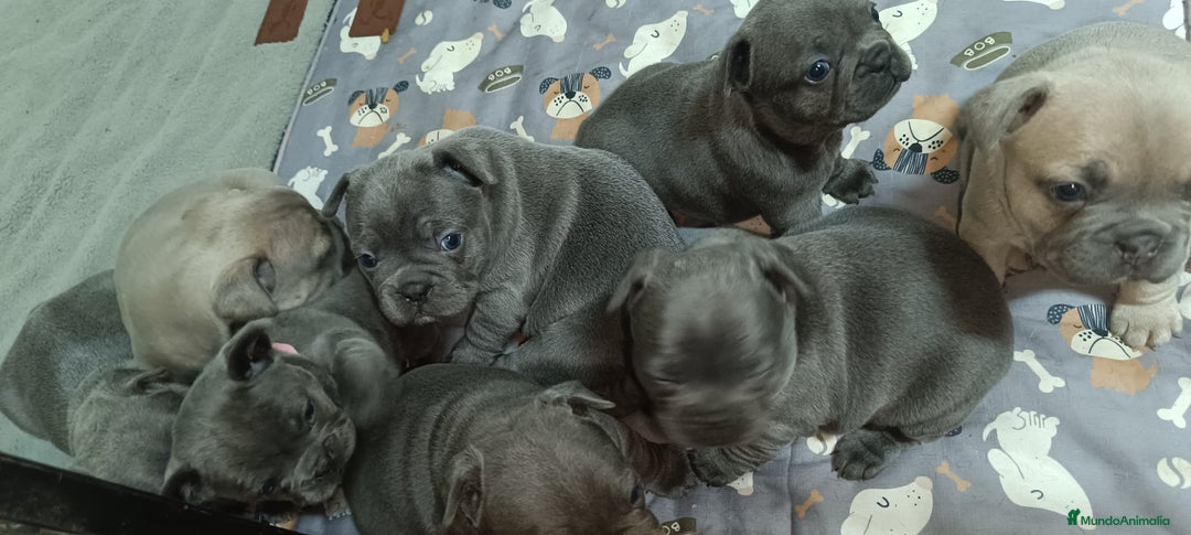 Bulldog Francés perros en venta: Bulldog francés Blue y blue and tang  en León - Imagen 10