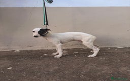 Whippet perros en venta: Cachorros de Whippet  - Imagen 1