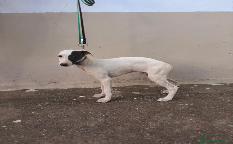 Whippet perros - Propaganda 2