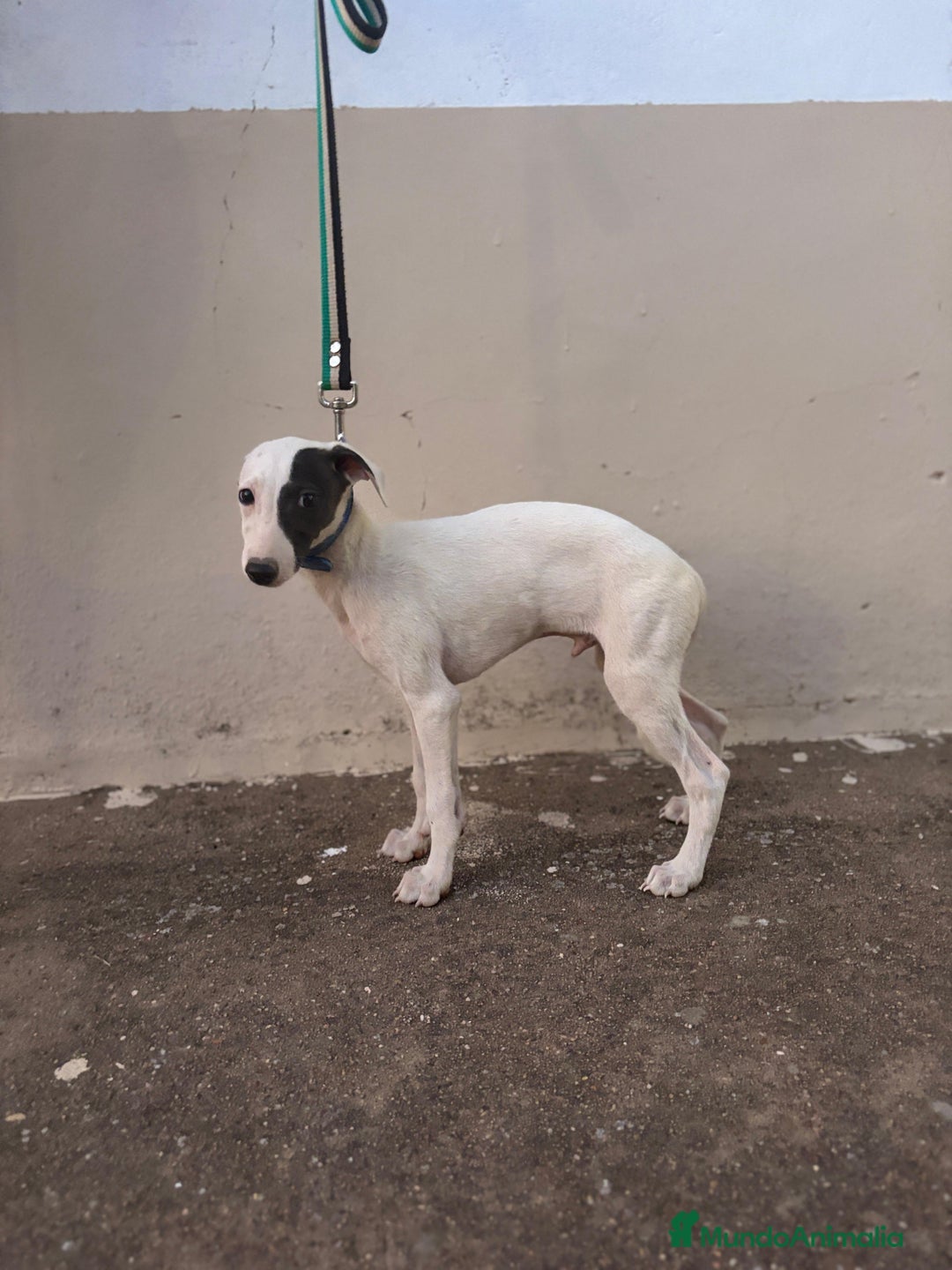 Whippet perros en venta: Cachorros de Whippet  - Imagen 1
