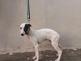 Whippet perros - Anuncio 4