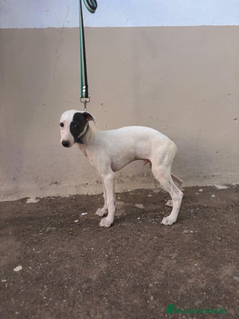 Whippet perros - Anuncio 5