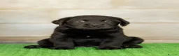 Labrador Retriever perros en venta: LABRADOR NEGRO DISPONIBLE - Anuncio 3