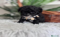 Caniche Toy perros en venta: CANICHE TOY - Anuncio 2