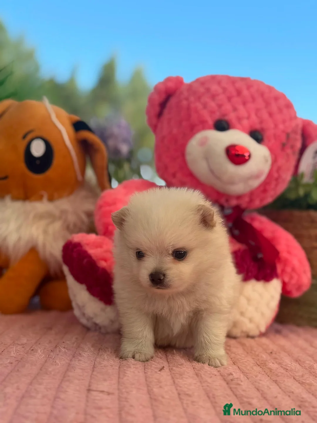 Pomerania perros en venta: Machito pomerania  - Anuncio 2
