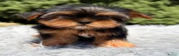 Yorkshire Terrier perros en venta: Yorkshire Toy  - Anuncio 7