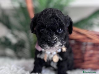 Caniche Toy perros CANICHE TOY HEMBRA - Anuncio 14