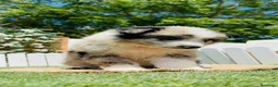 Border Collie perros en venta: BORDER COLLIE  - Anuncio 10