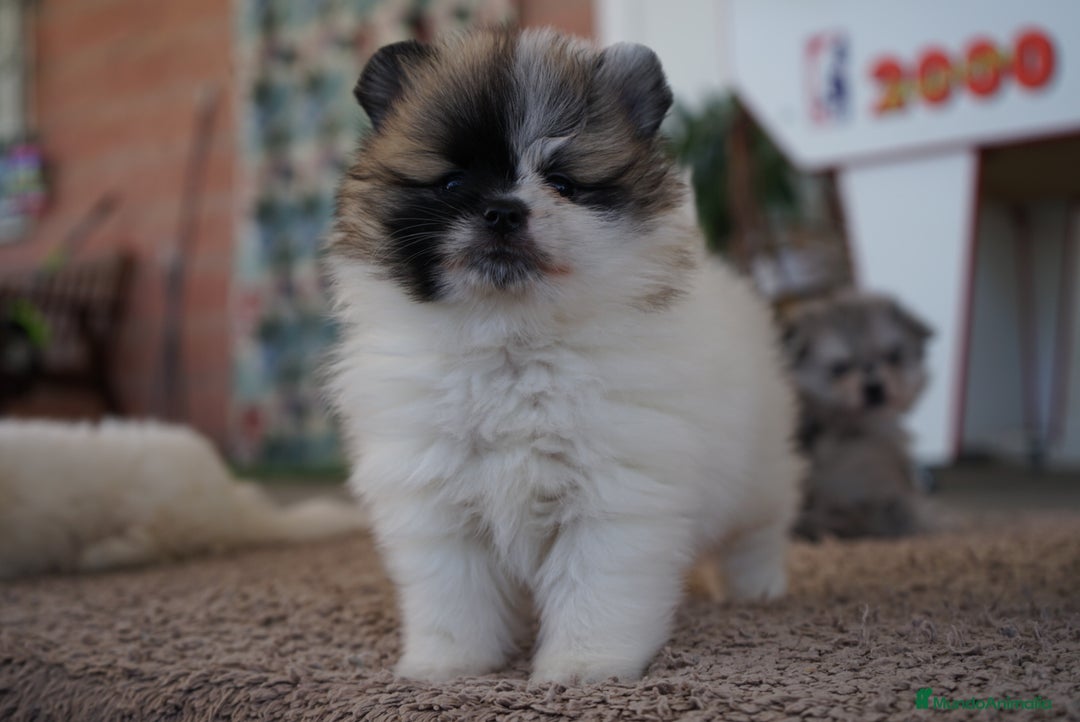 Pomerania perros en venta: 🐾 Roscón, Prodigy y Monk  Pomerania especiales 🐾 - Imagen 9
