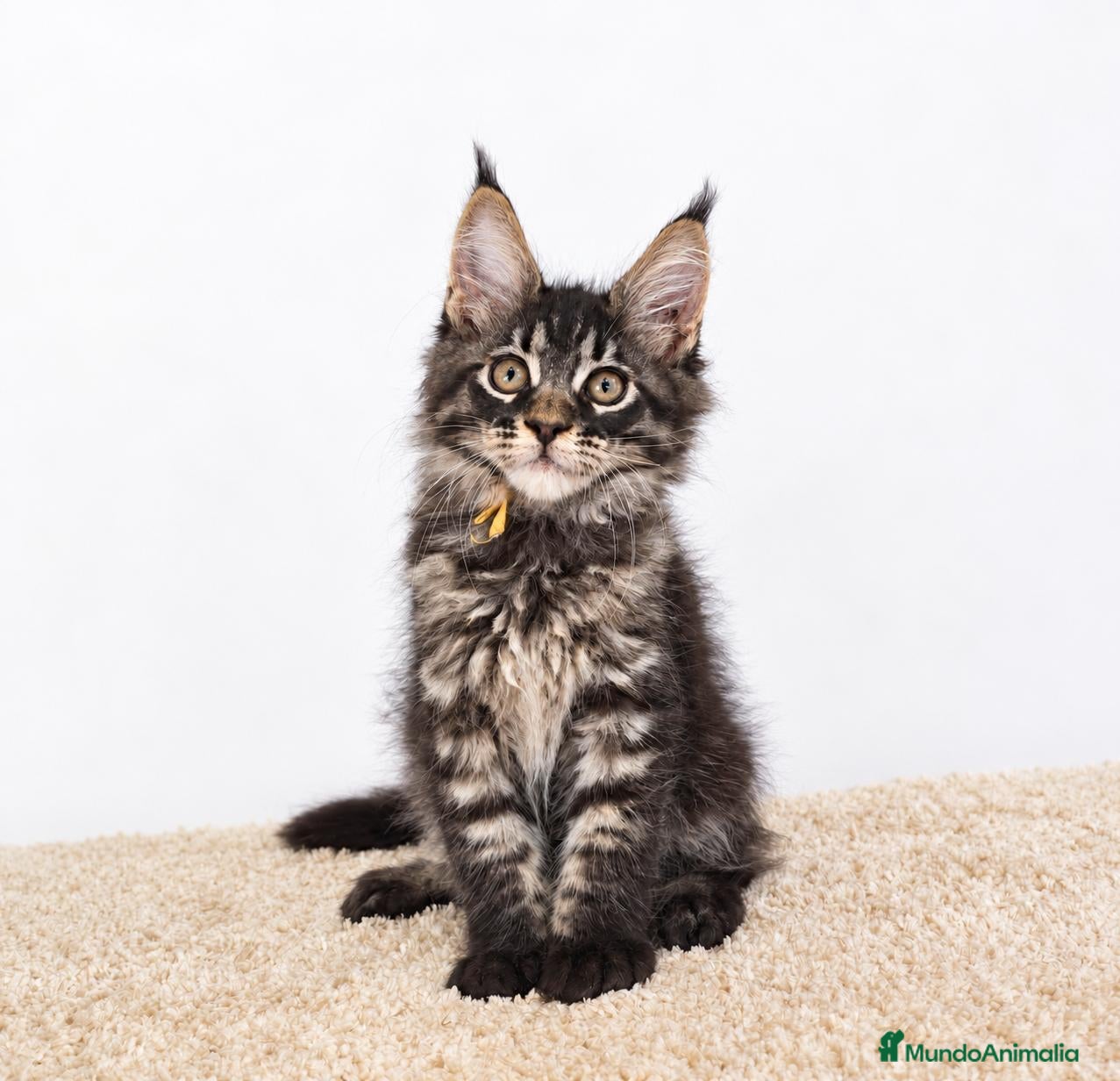 Maine Coon gatos Gatitos Maine Coon - Anuncio 2