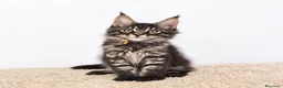Maine Coon gatos en venta: Gatitos Maine Coon - Anuncio 2