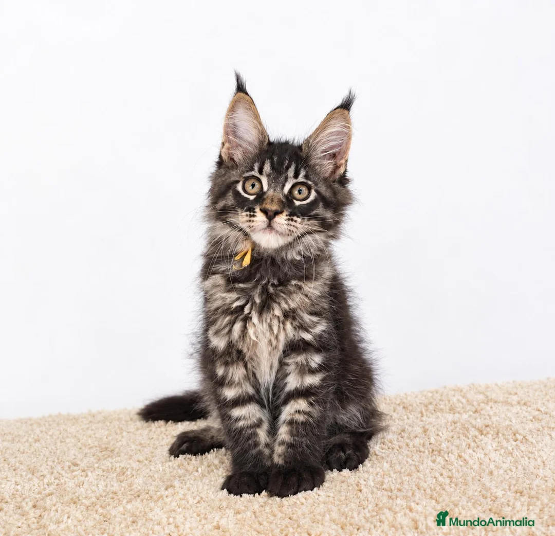 Maine Coon gatos en venta: Gatitos Maine Coon - Anuncio 2