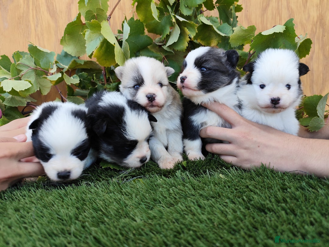Raza Mixta perros en venta: Mini bordercollie ( borderpom) - Imagen 8