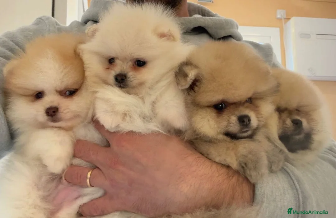 Pomerania perros en venta: POMERANIA LULU BOO en Barcelona - Anuncio 4