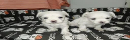 Bichón Maltés perros en venta: Bichon maltes toy - Anuncio 6