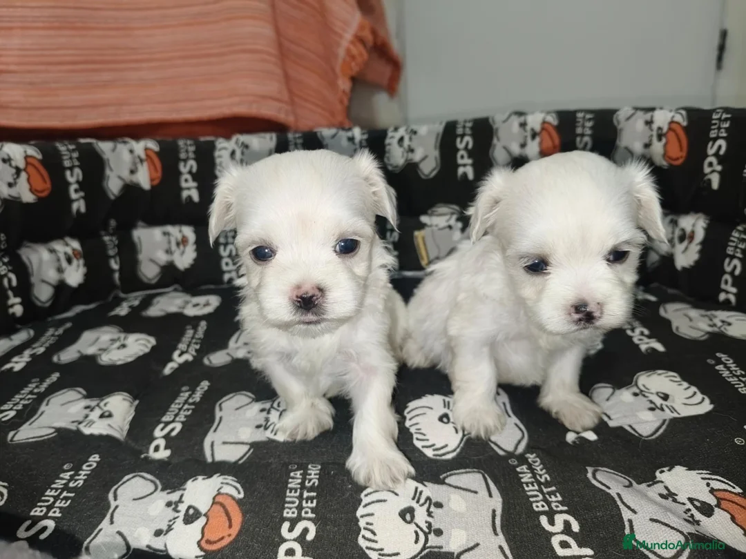 Bichón Maltés perros en venta: Bichon maltes toy - Anuncio 6