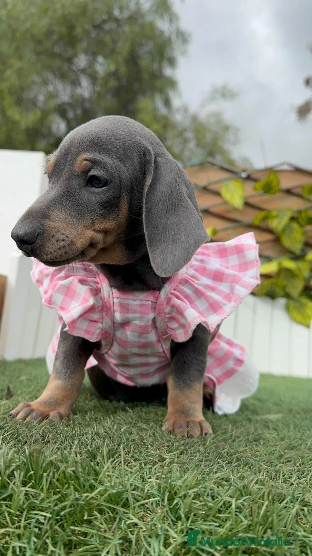 Teckel Miniatura perros en venta: TECKEL MINIATURA - Anuncio 15