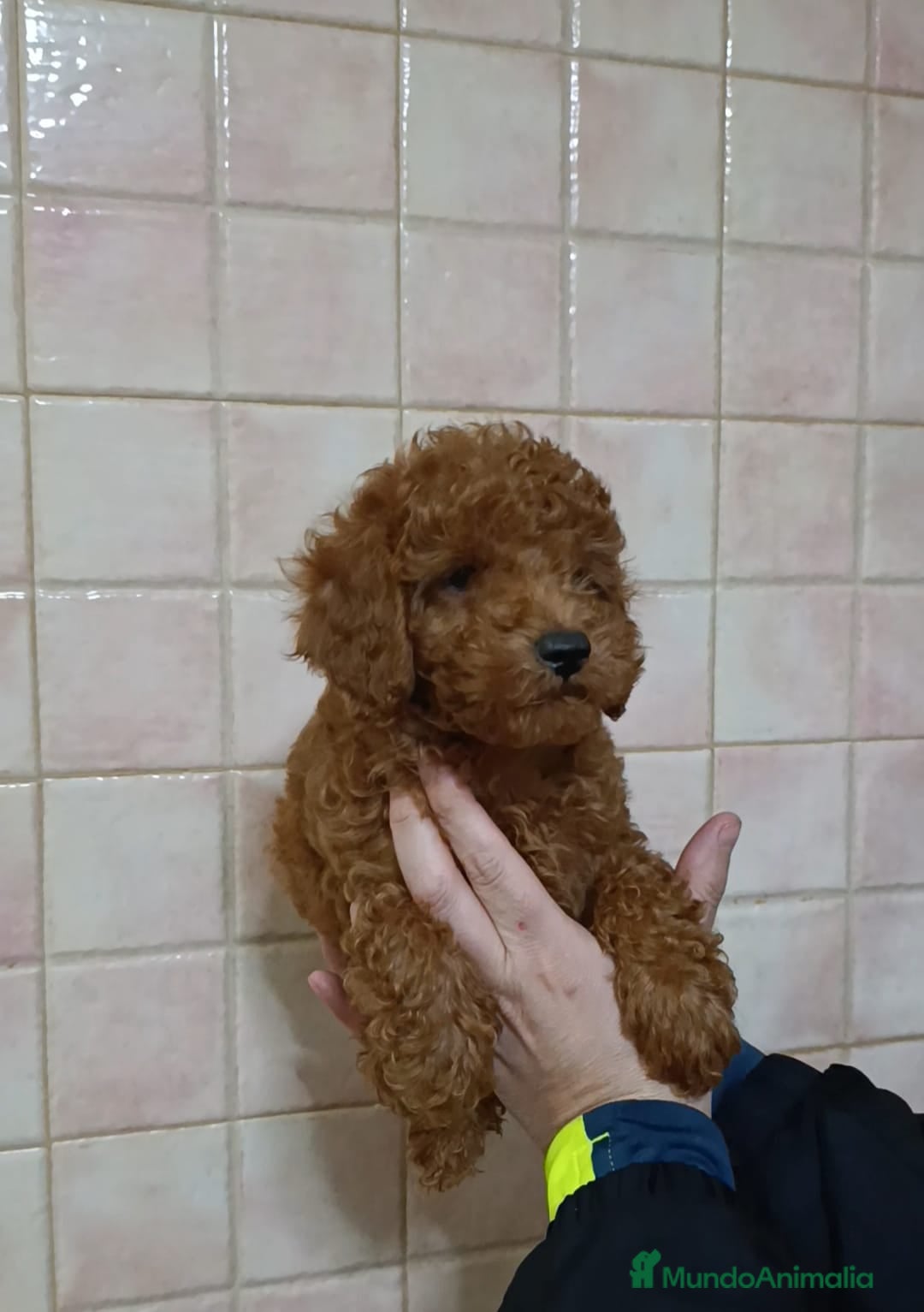 Caniche Toy perros Caniches toy Rojos - Anuncio 1