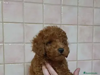 Caniche Toy perros Caniches toy Rojos - Anuncio 2