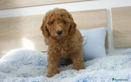 Caniche Enano perros en venta: CANICHE ENANO ROJO - Imagen 4