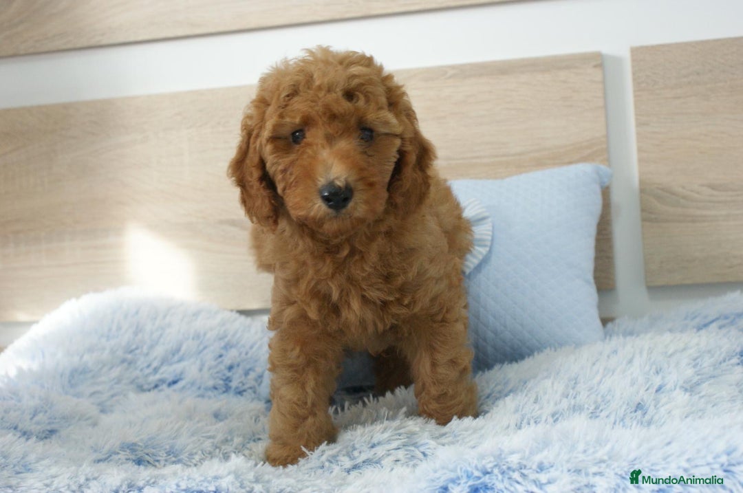 Caniche Enano perros en venta: CANICHE ENANO ROJO - Imagen 4