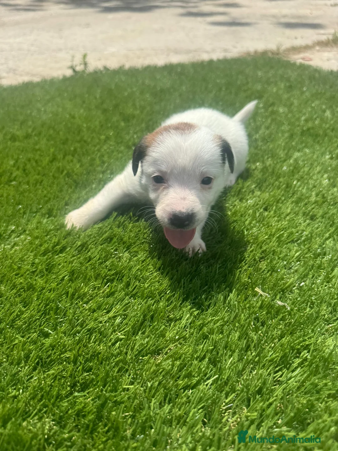 Jack Russell Terrier perros en venta: Jack Russell bebes increíbles patitas cortas  - Anuncio 1