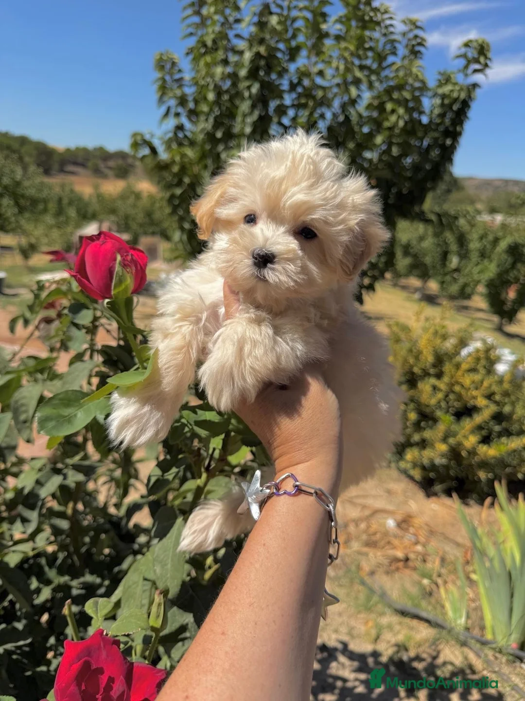 Maltipoo perros en venta: Maltipoo Macho Disponible!!! - Anuncio 4
