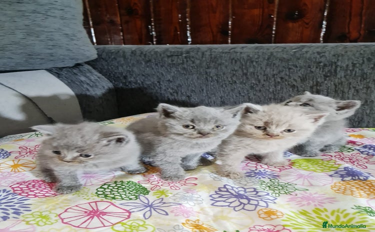 Australian Mist gatos - Anuncio 1