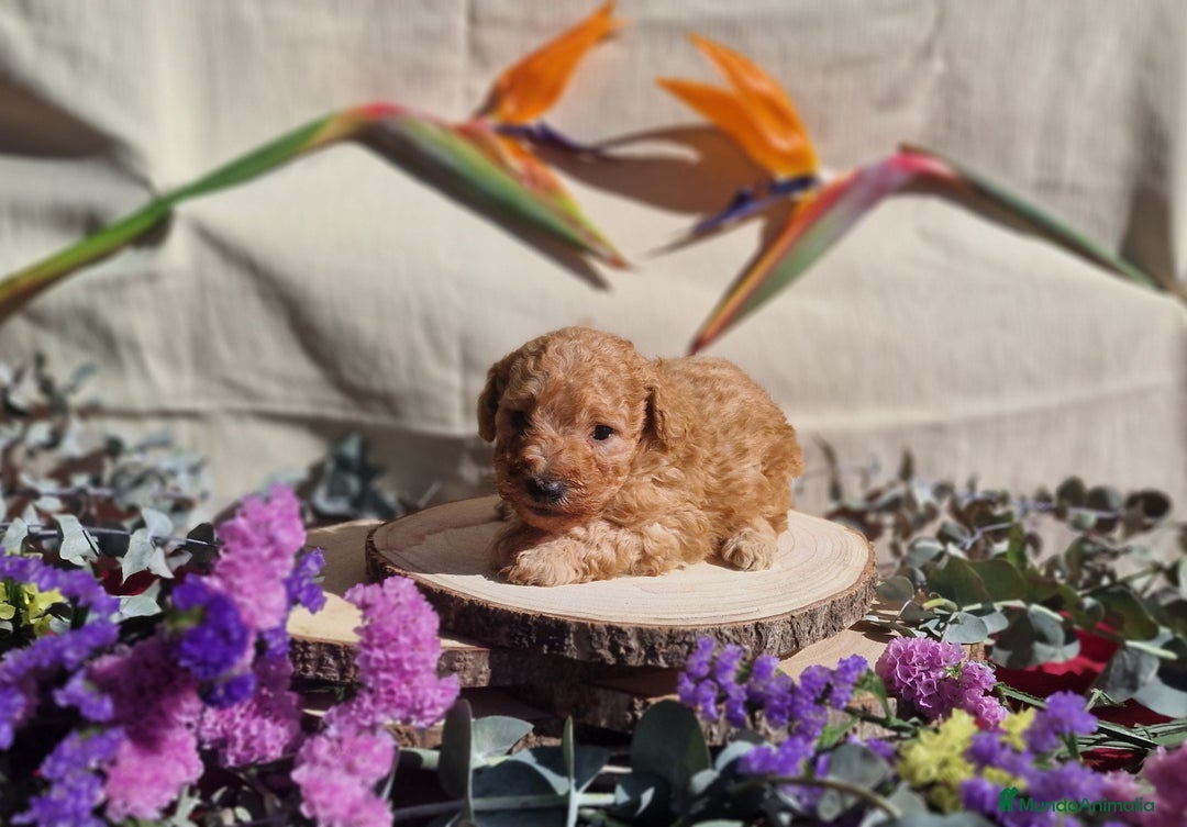 Caniche Toy perros en venta: Caniche apricot - Anuncio 5