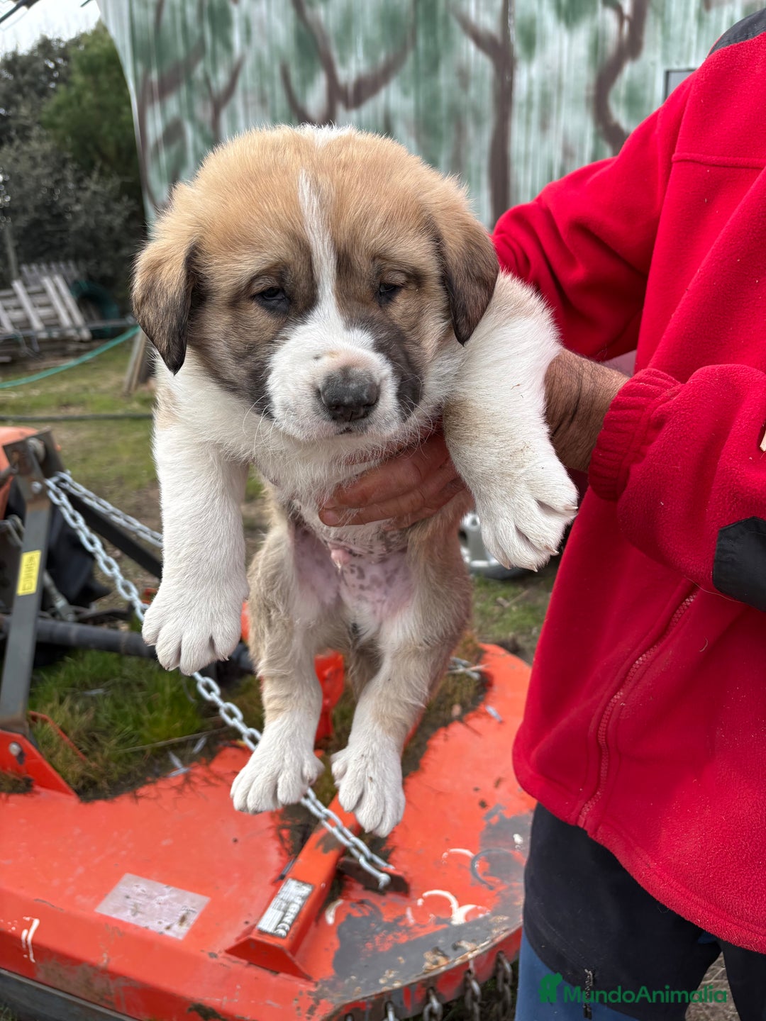 Mastín Español perros en venta: Mastín Español cachorro macho  - Anuncio 18
