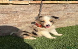 Border Collie perros en venta: Disponible cachorro macho Border collie merle - Imagen 4