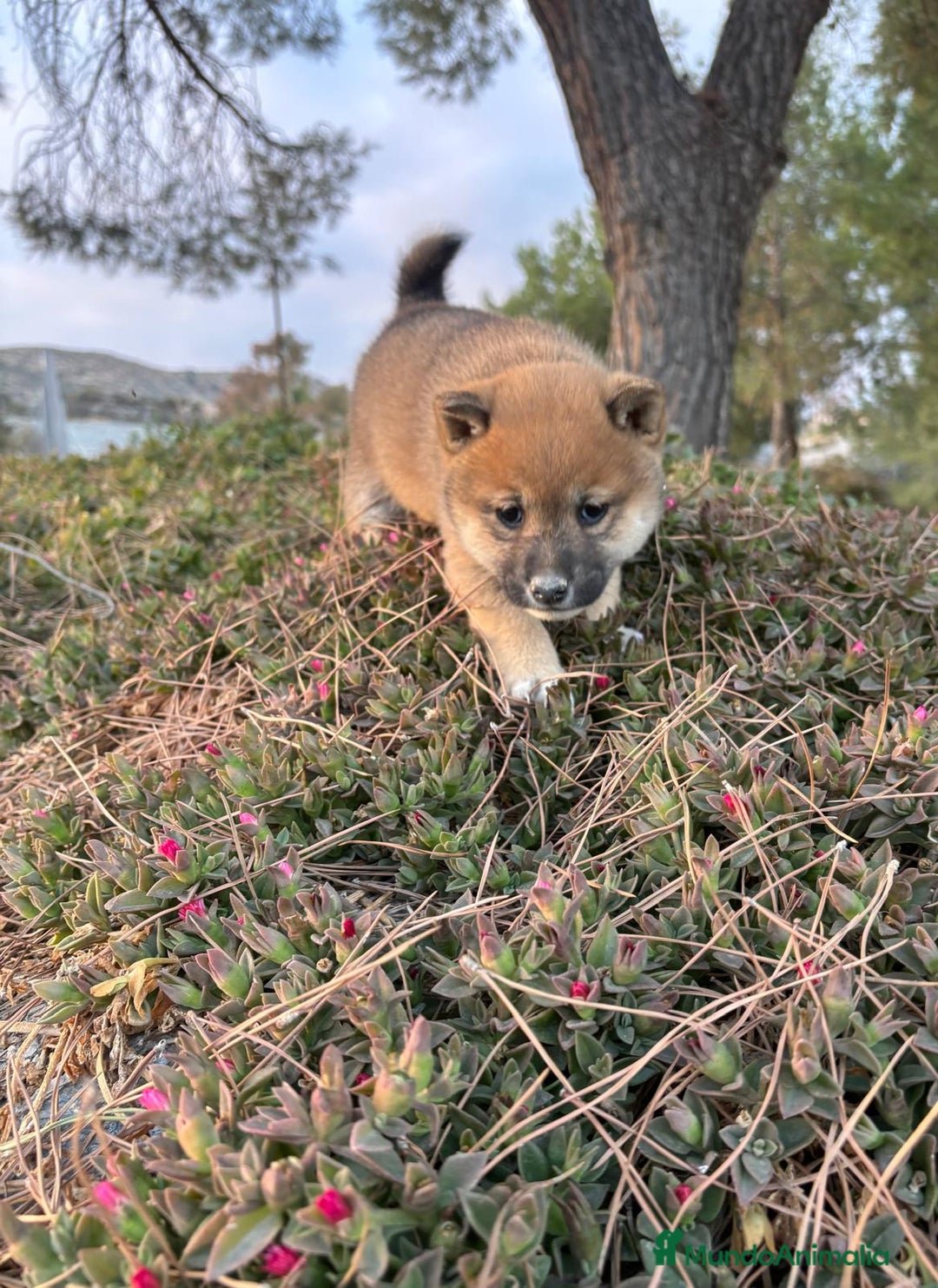 Shiba Inu perros en venta: SHIBA INU - Anuncio 3