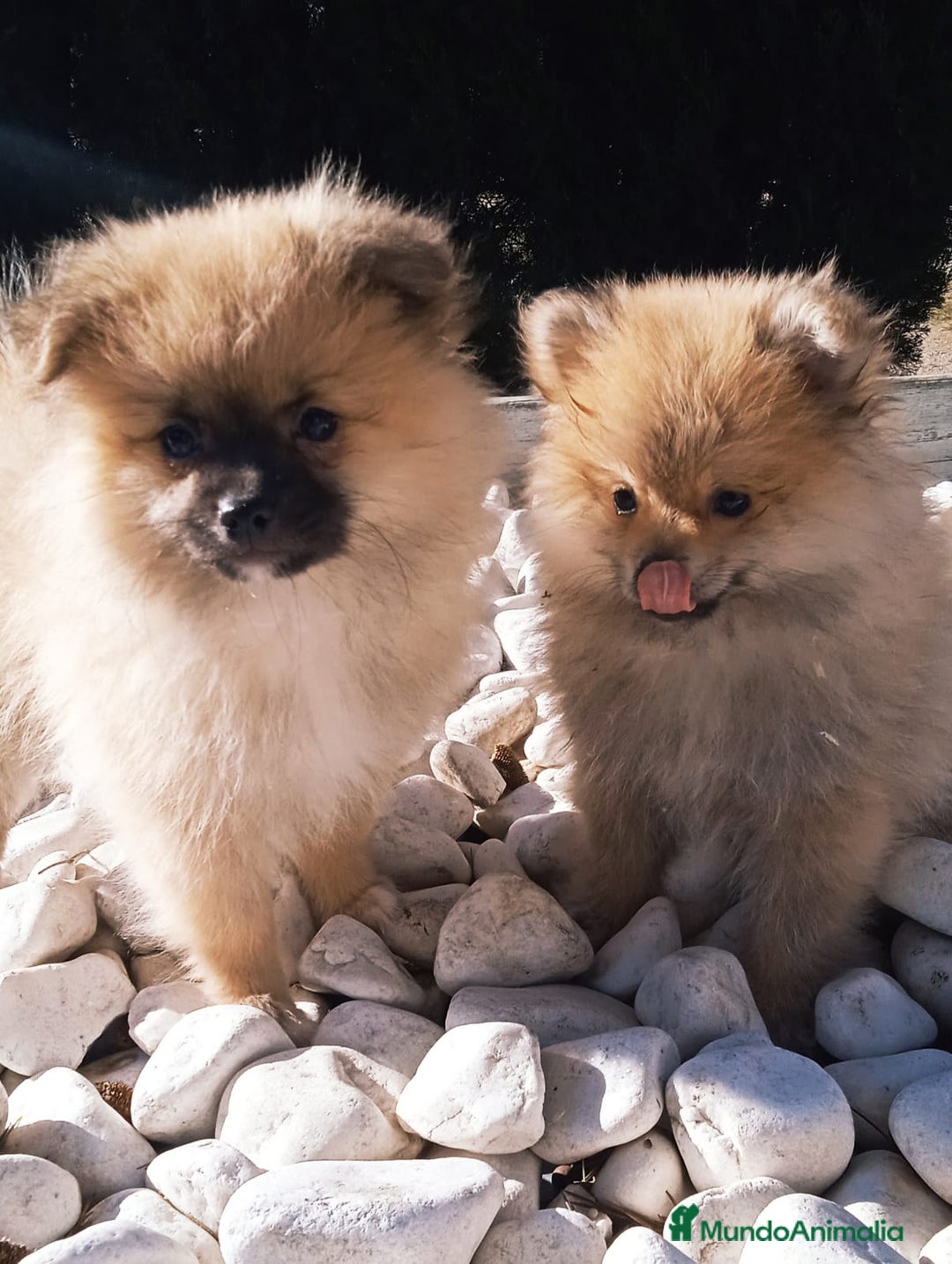 Pomerania perros en venta: POMERANIA - Anuncio 2