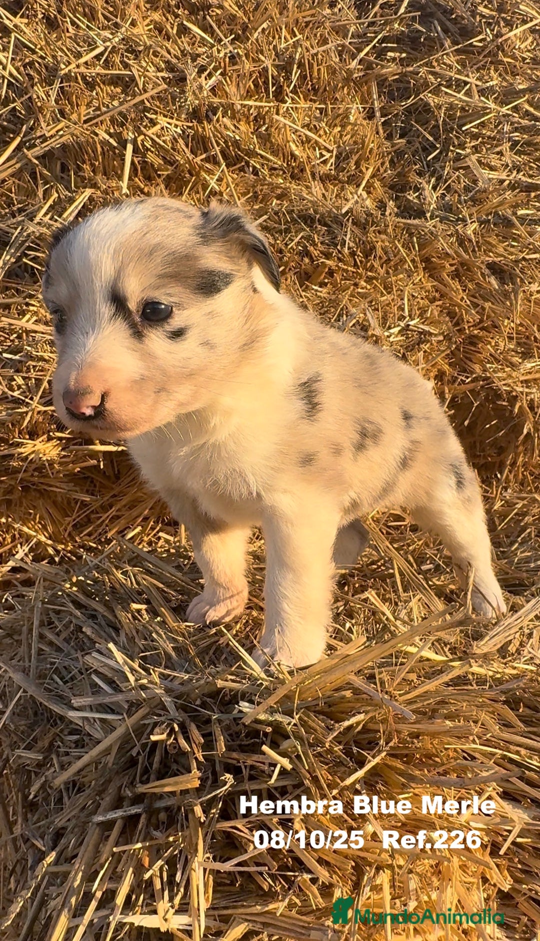 Border Collie perros en venta: Border Collie Blue Merle - Anuncio 3