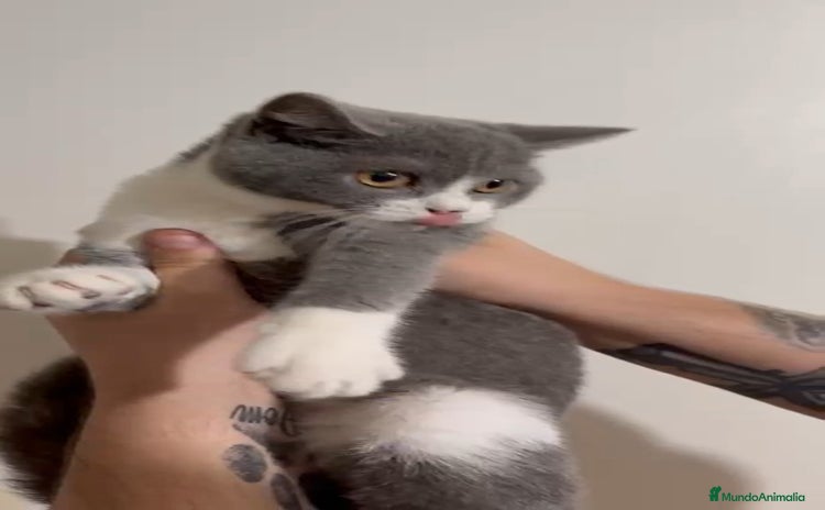Británico de Pelo Corto gatos - Anuncio 1