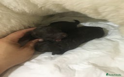 Caniche Toy perros en venta: CANICHES CHOCOLATES TOYS - Imagen 2