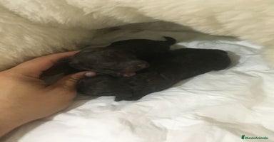 Caniche Toy perros - Anuncio 13
