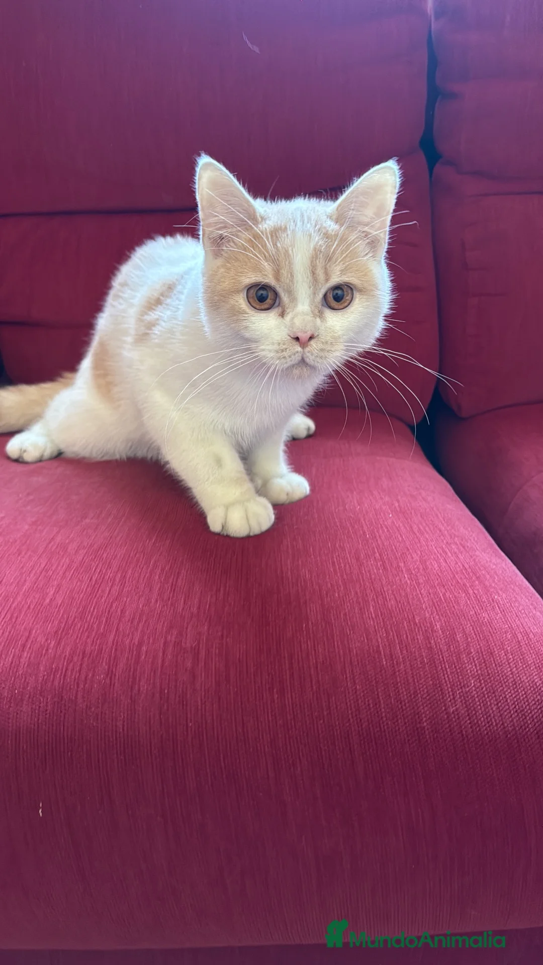 Británico de Pelo Corto gatos en venta: Precioso British arlequín  - Anuncio 8