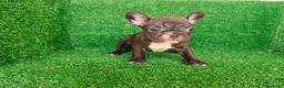Bulldog Francés perros en venta: Bulldog francés  - Anuncio 7