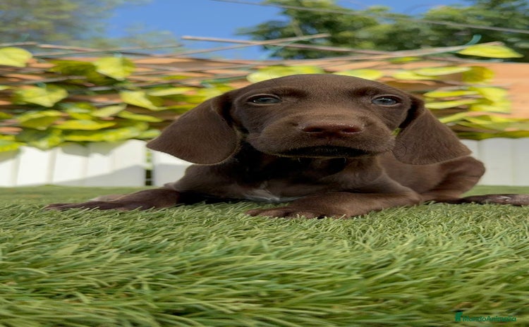 Braco Alemán de Pelo Corto perros - Propaganda 1
