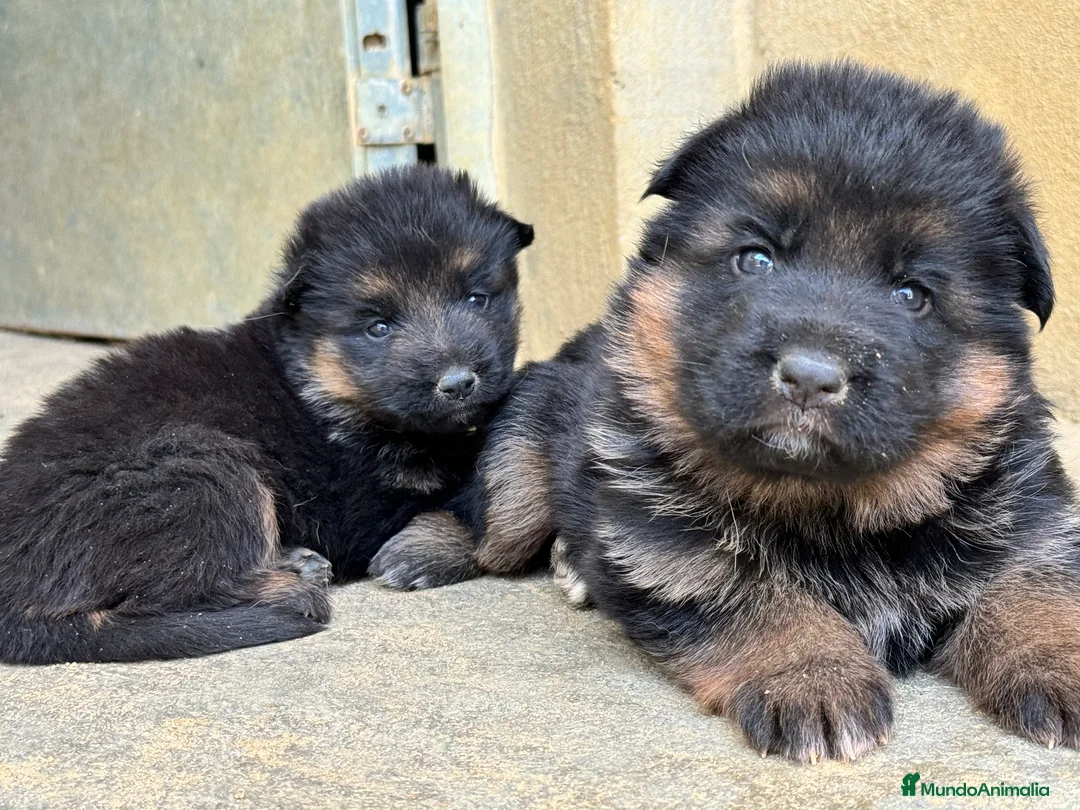 Pastor Alemán perros en venta: CACHORROS DE PASTOR ALEMAN - Anuncio 5