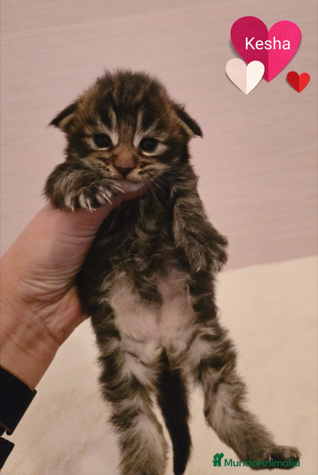 Maine Coon gatos en venta: Gatitos Maine Coon - Anuncio 2