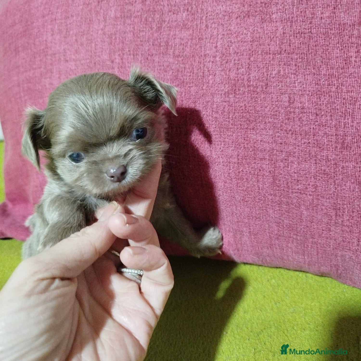 Chihuahua perros Chihuahua Pelo Largo - Anuncio 1