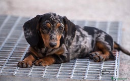 Teckel Miniatura perros en venta: Preciosos Teckel miniatura  - Imagen 5