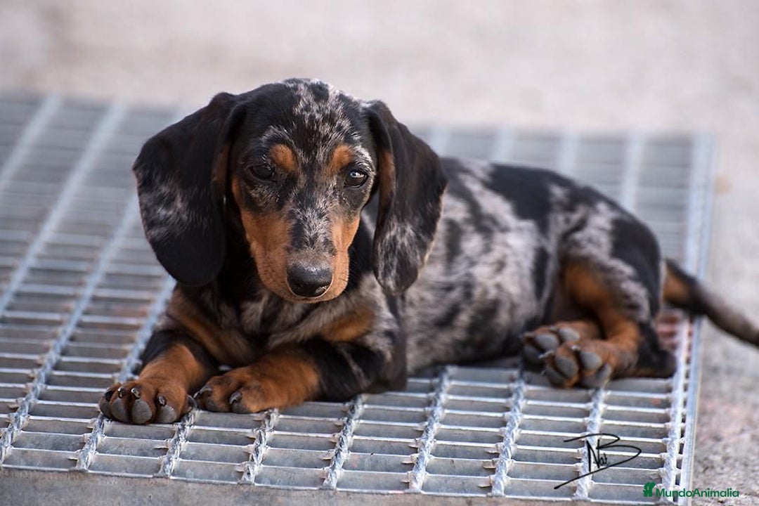 Teckel Miniatura perros en venta: Preciosos Teckel miniatura  - Imagen 5
