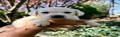 Labrador Retriever 3